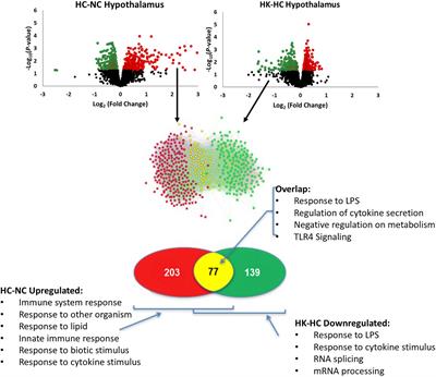 Ketamine Reduces Inflammation Pathways in the Hypothalamus and Hippocampus Following Transient Hypoxia in the Late-Gestation Fetal Sheep